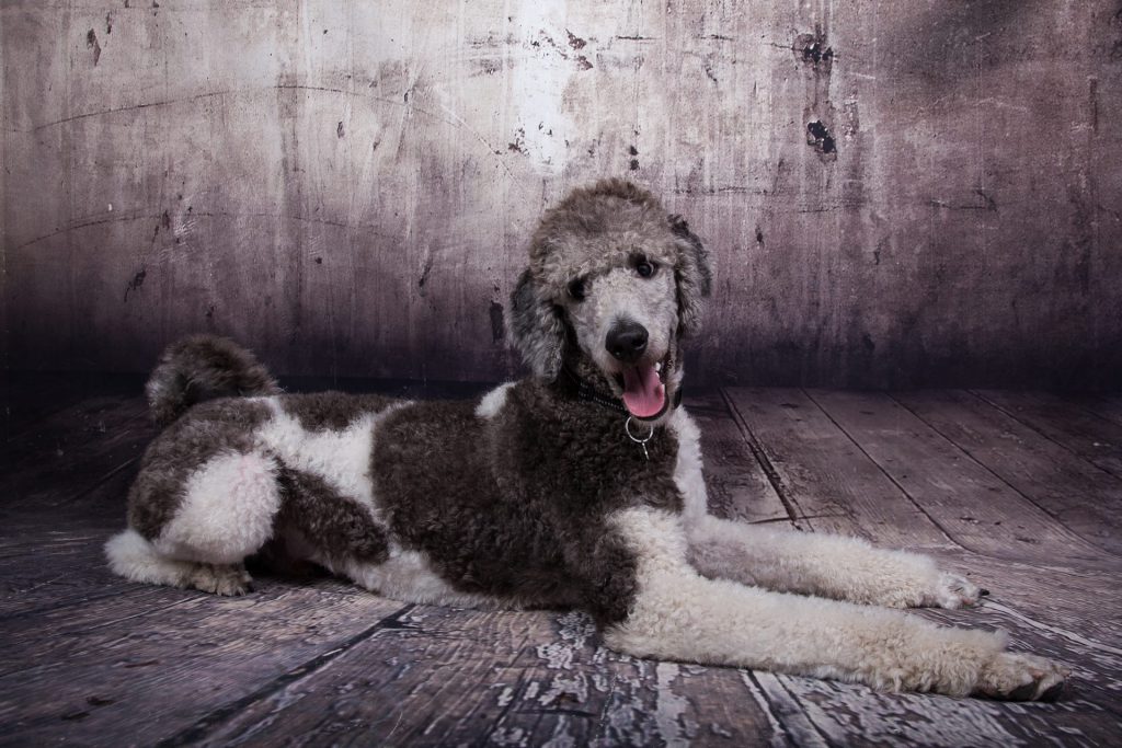 ergotherapieCanis dat is ergotherapie met therapiehond