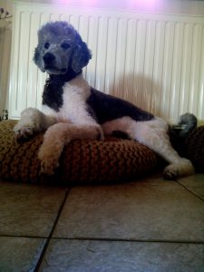 therapiehond