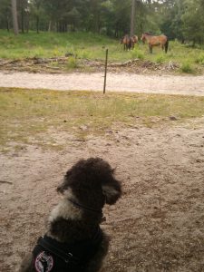 therapiehond miro